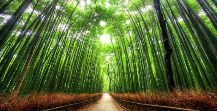 arashiyamabambooforest_source_japan_info12